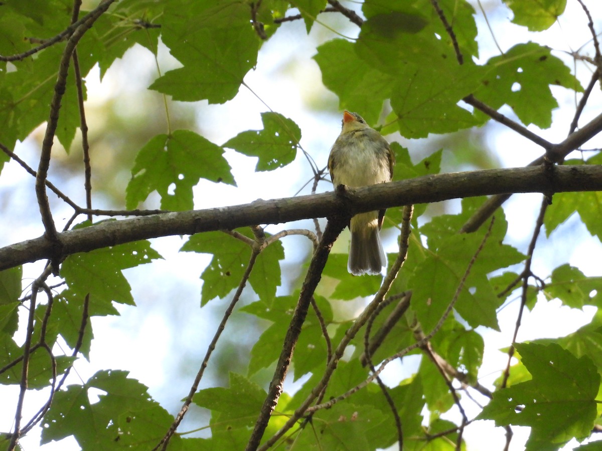 Восточный мухолов - ML652532946