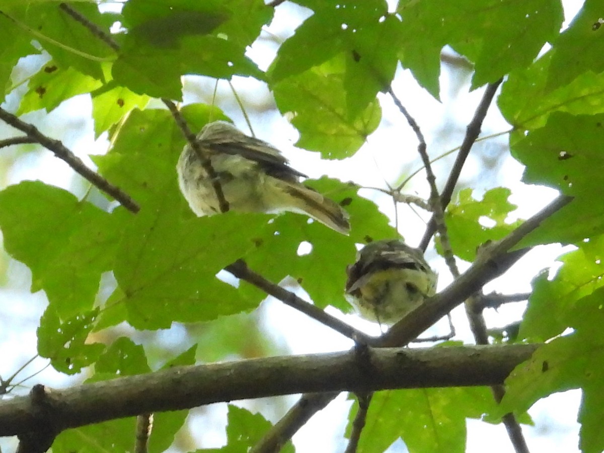 Восточный мухолов - ML652532949