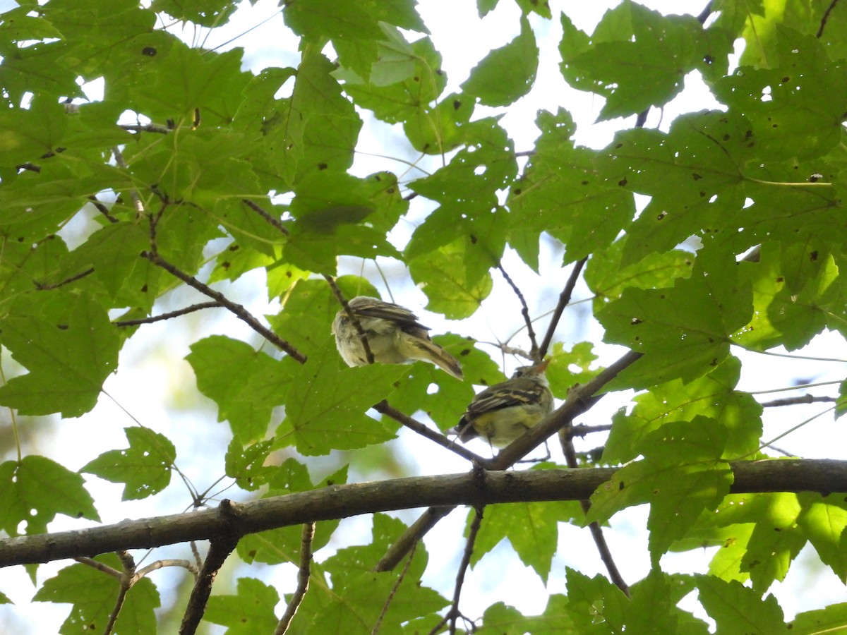 Восточный мухолов - ML652532954