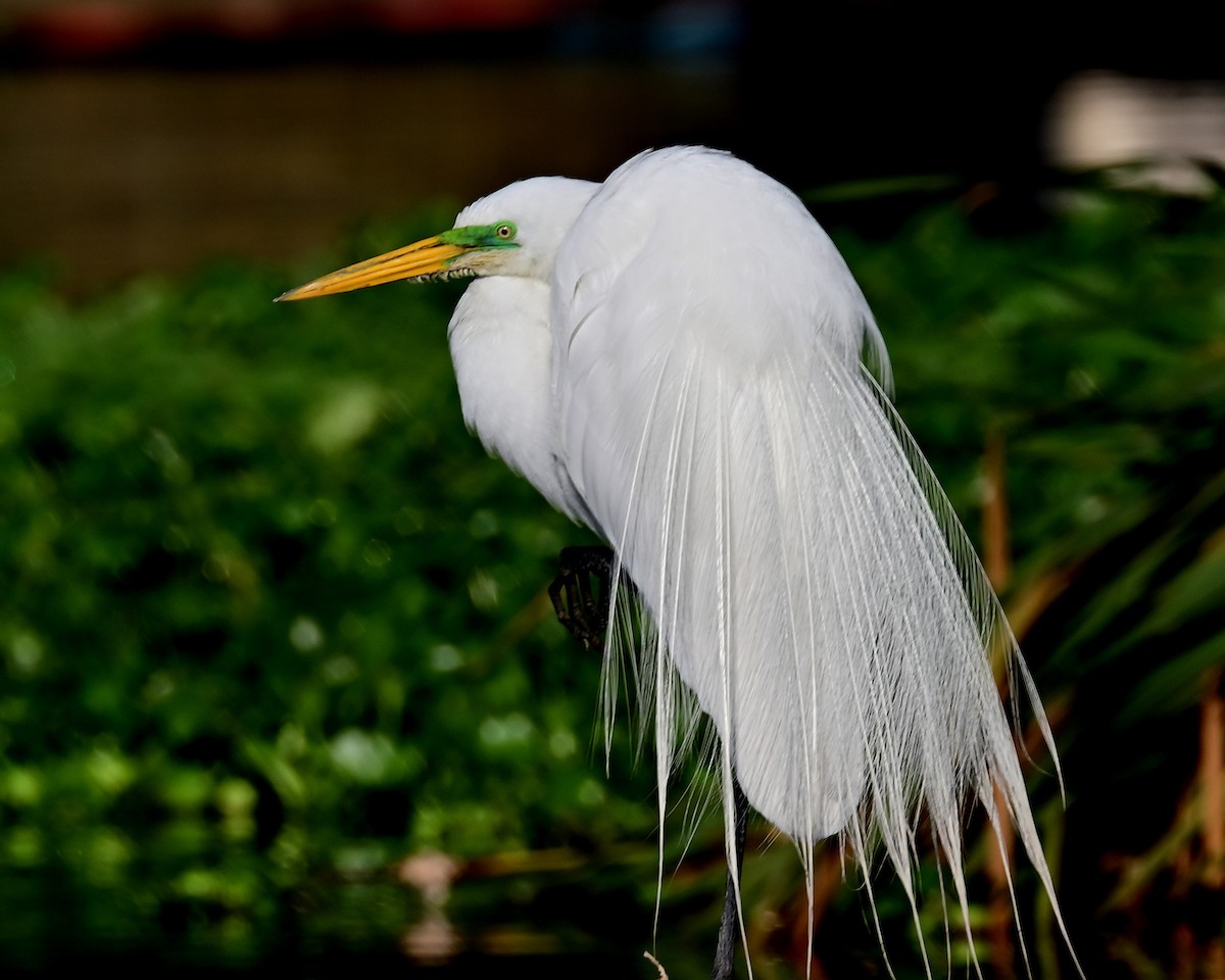 Great Egret - ML652533052