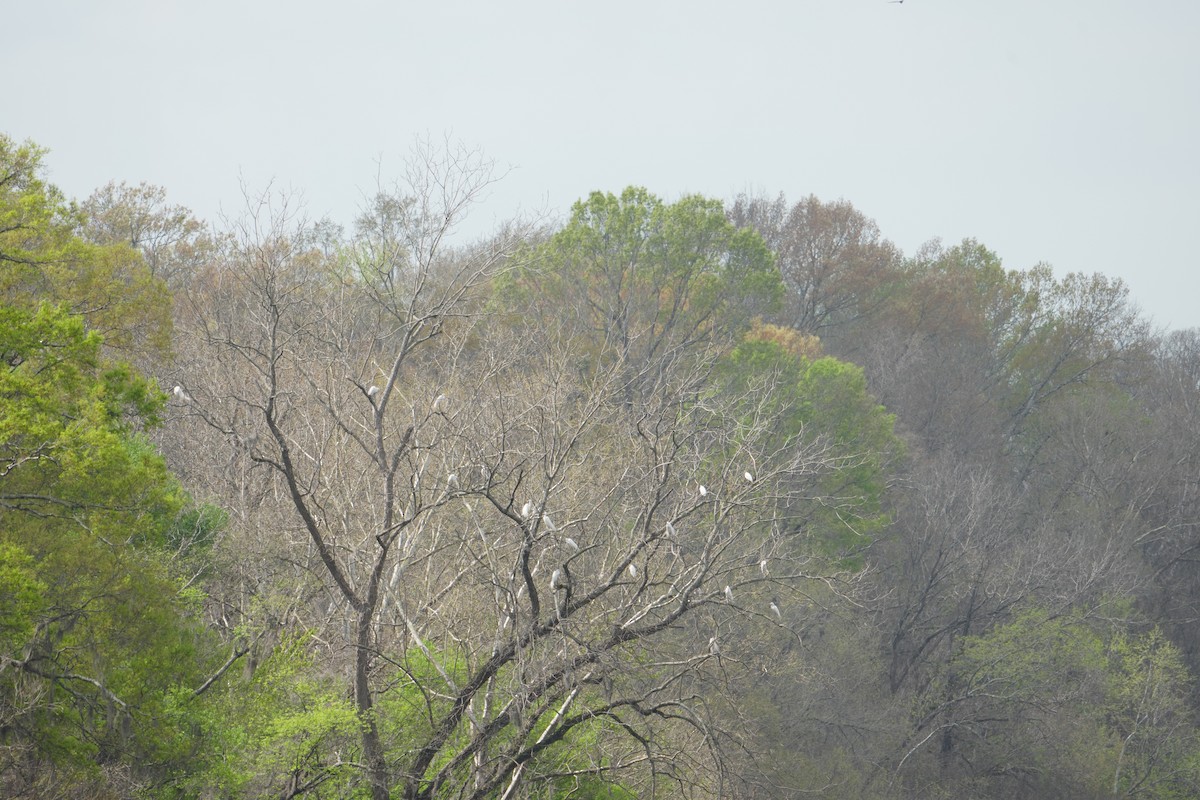 Great Egret - ML652533123