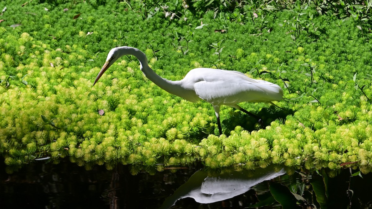 Great Egret - ML652533401