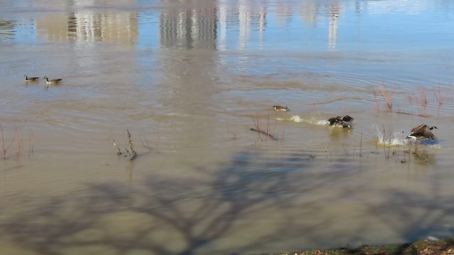 Canada Goose - ML652533414