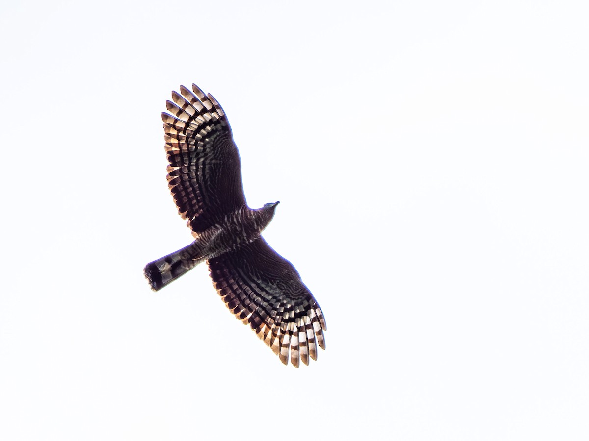 Langschnabelweih - ML652533489