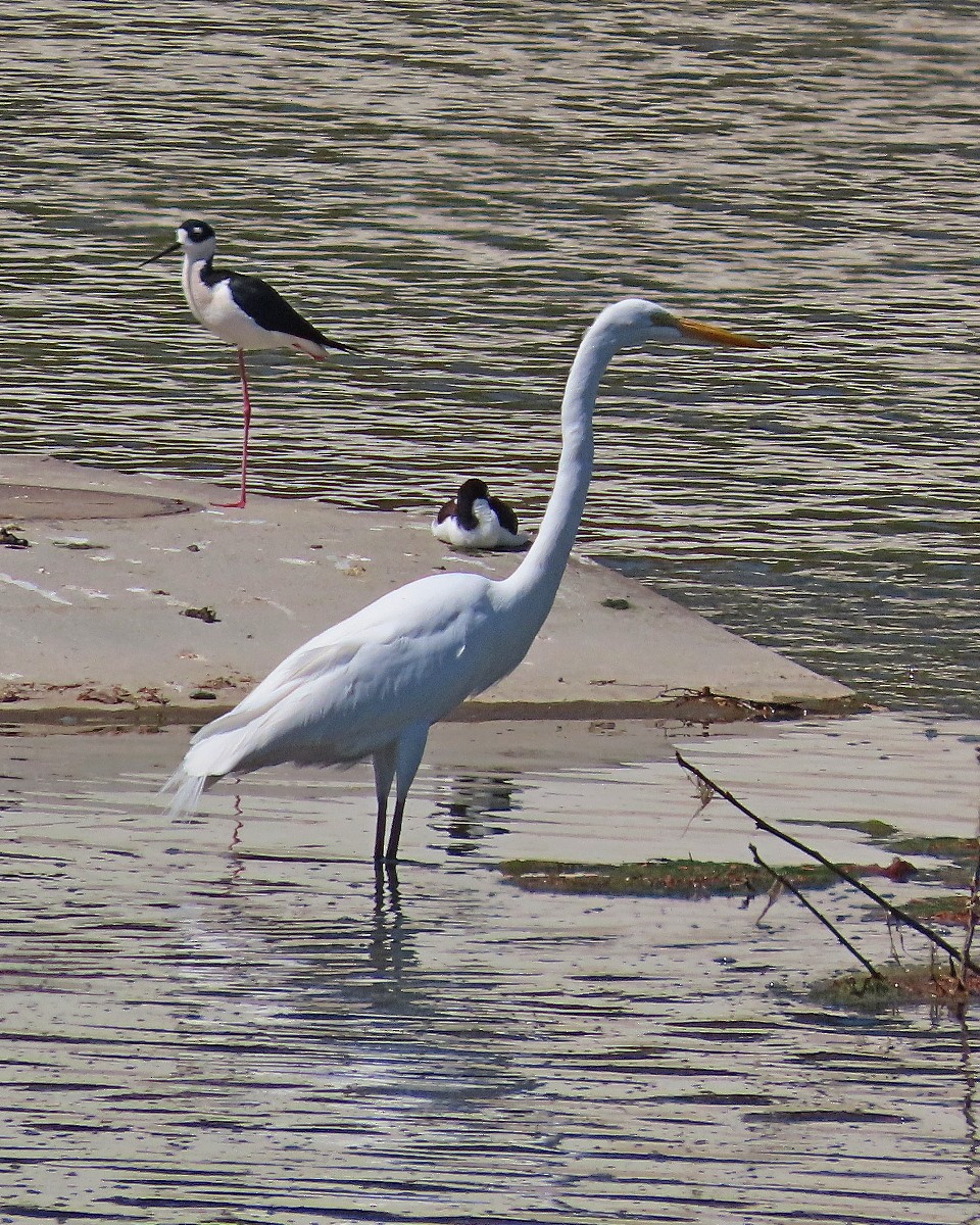 Great Egret - ML652533710