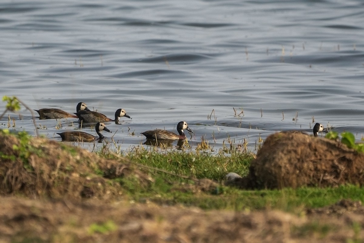 シロガオリュウキュウガモ - ML652533776