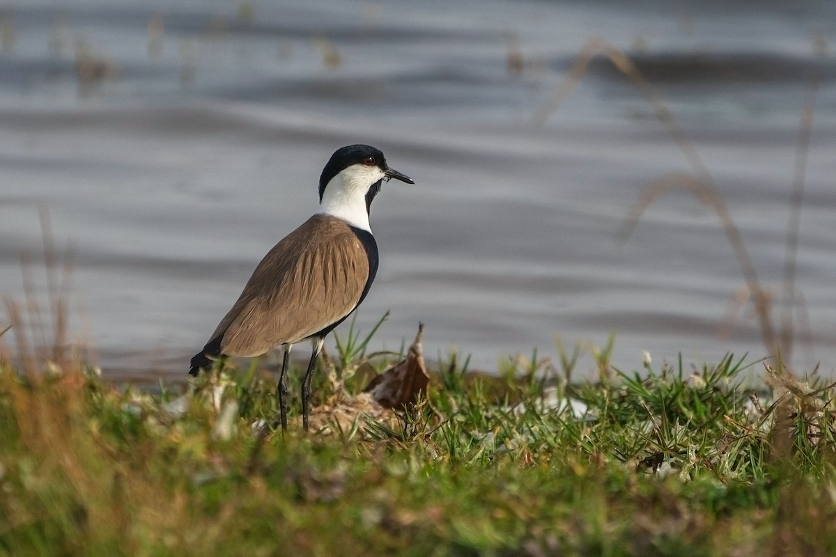 ツメバゲリ - ML652533790