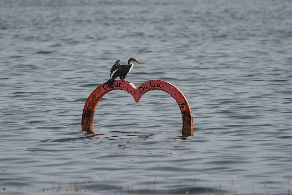 カワウ（lucidus） - ML652533798