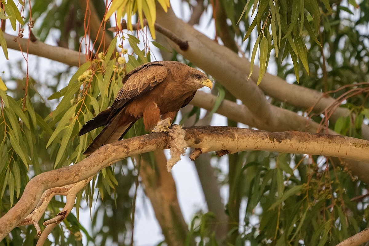 トビ（aegyptius／parasitus） - ML652533819