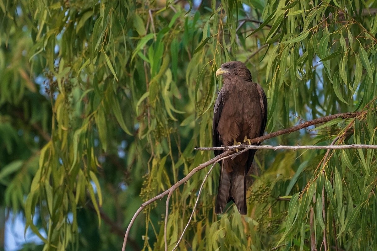 トビ（aegyptius／parasitus） - ML652533838
