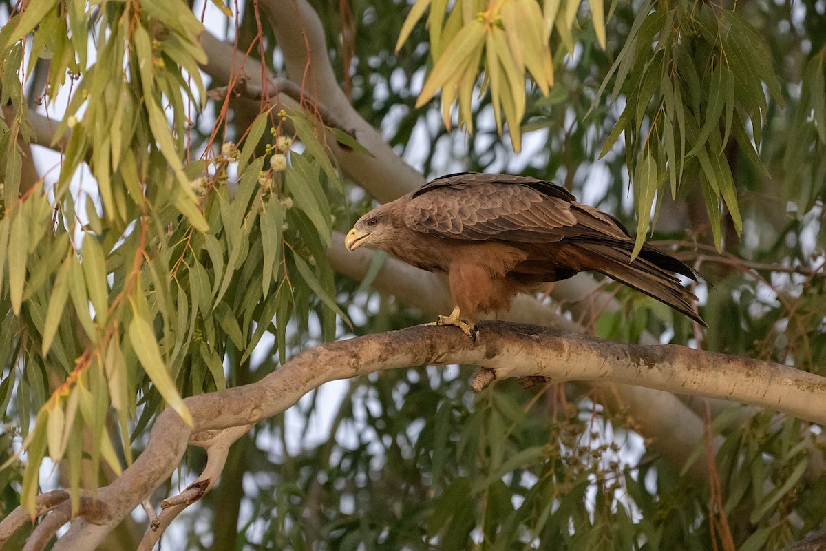 トビ（aegyptius／parasitus） - ML652533843