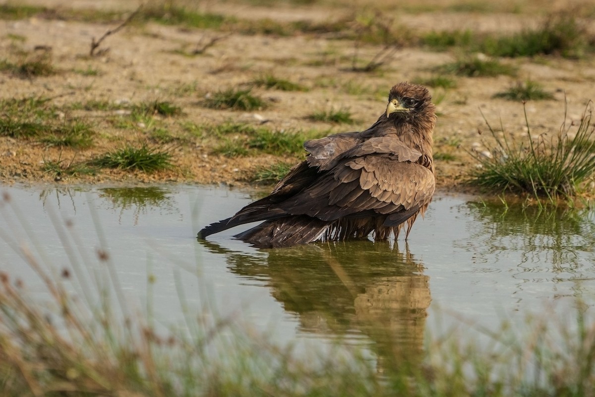 トビ（aegyptius／parasitus） - ML652533855