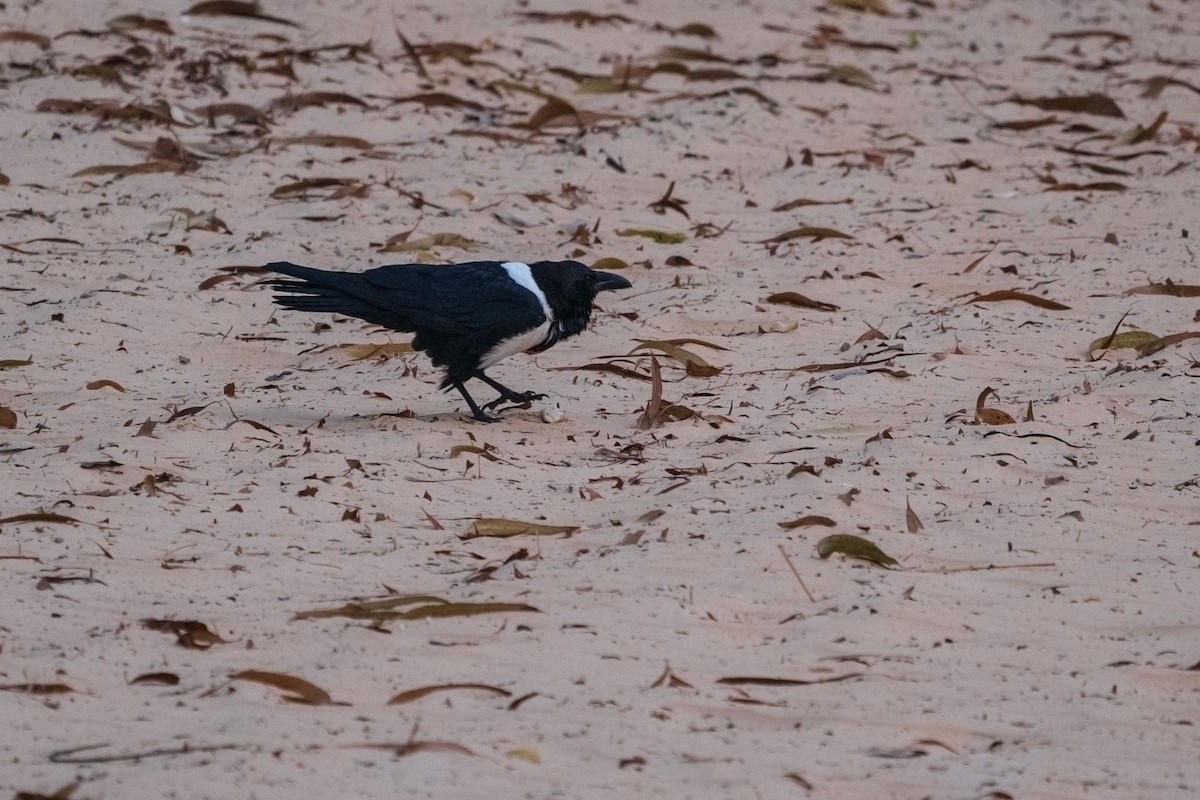 ムナジロガラス - ML652533857