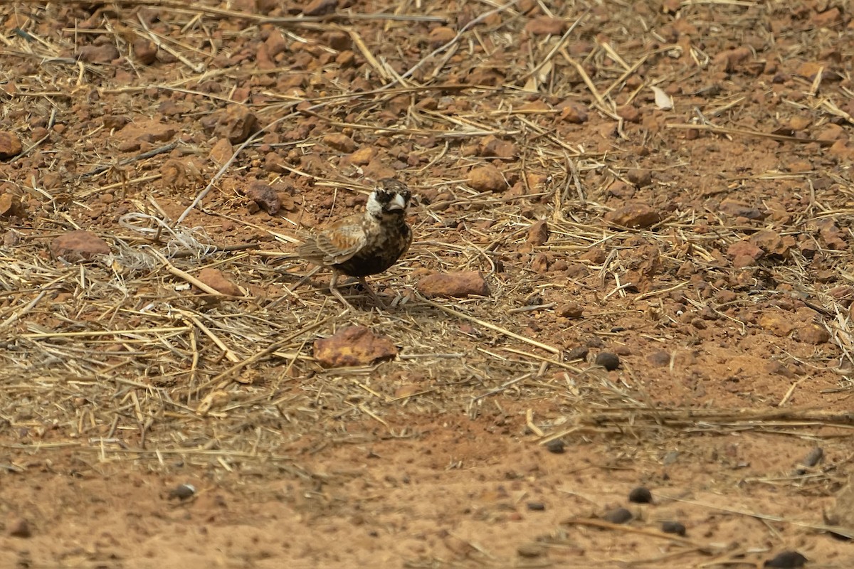 Chestnut-backed Sparrow-Lark - ML652533896