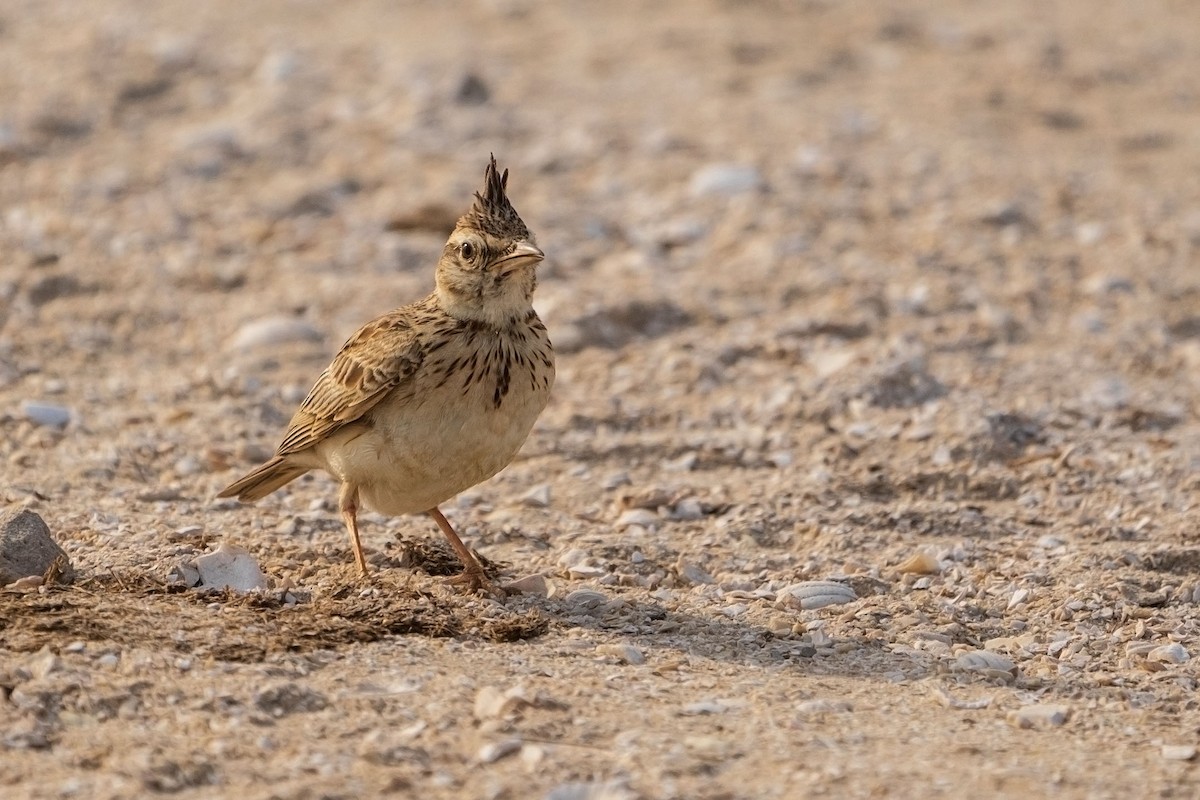カンムリヒバリ - ML652533948