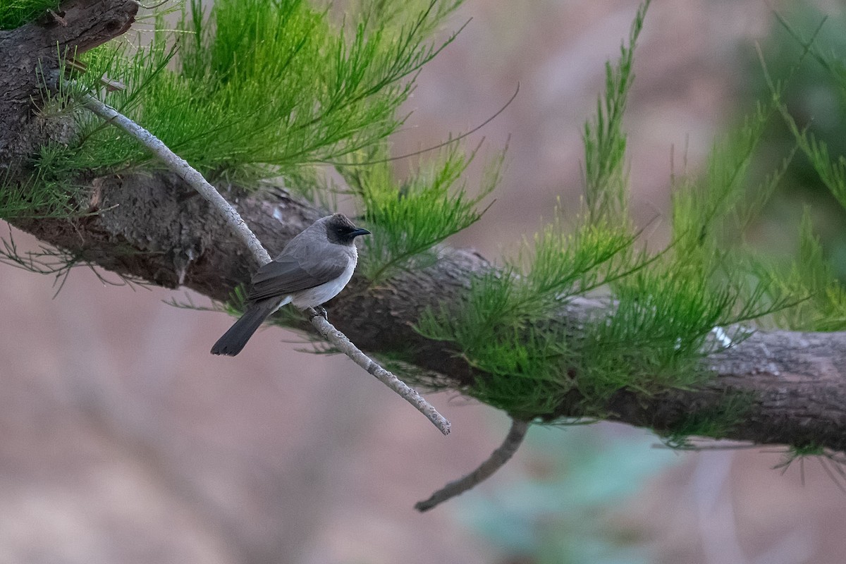 アフリカヒヨドリ - ML652533963