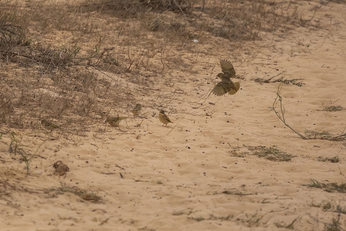 ヒメハタオリ - ML652533993