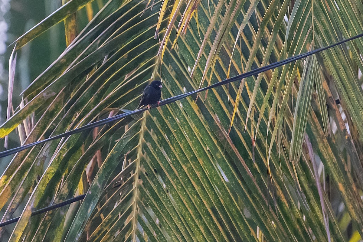 シコンチョウ - ML652534009