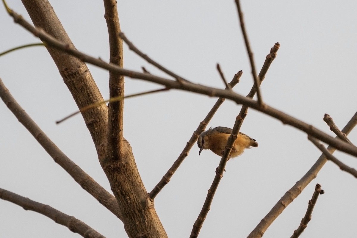 チビオムシクイ - ML652534063