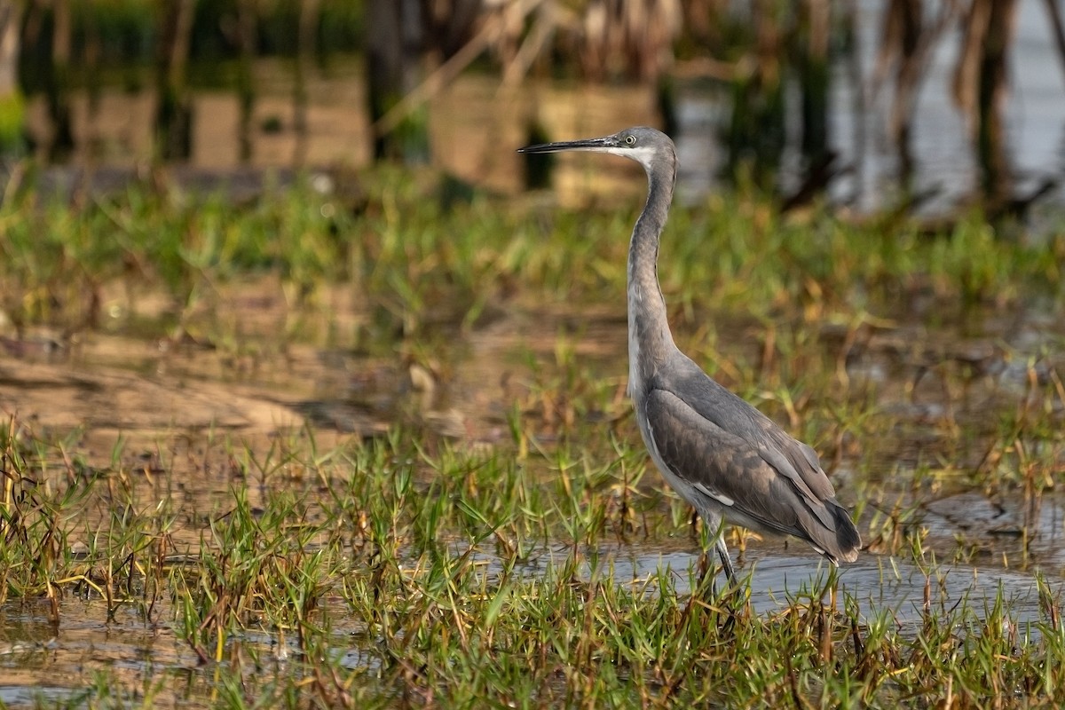 アフリカクロサギ - ML652534111