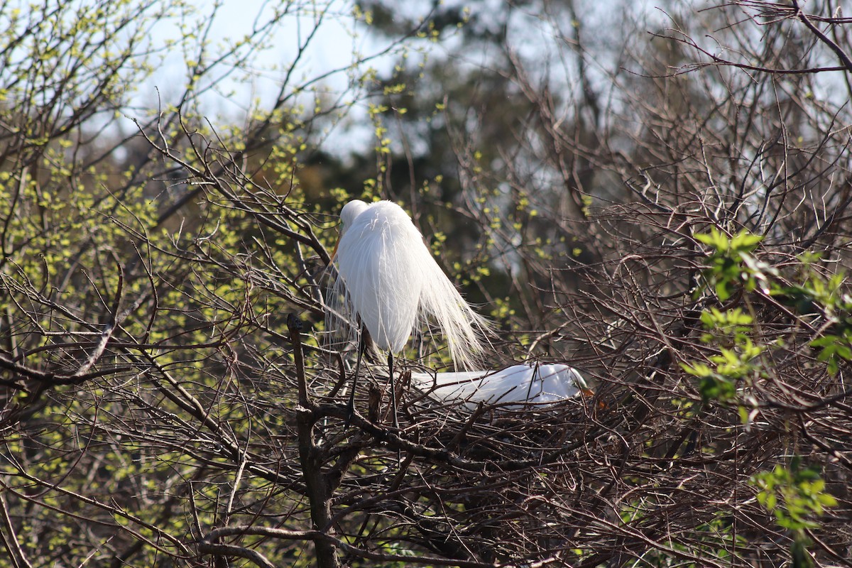 Great Egret - ML652534230