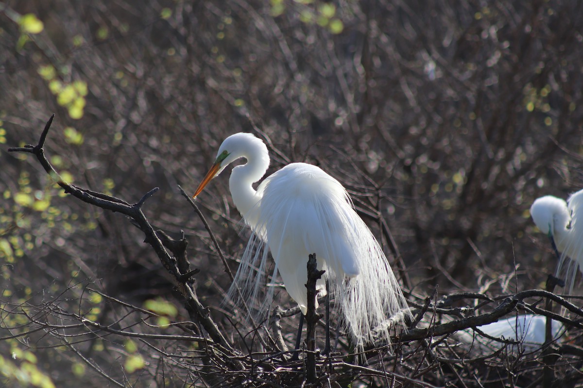 Great Egret - ML652534239