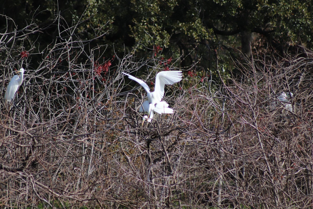 Great Egret - ML652534318