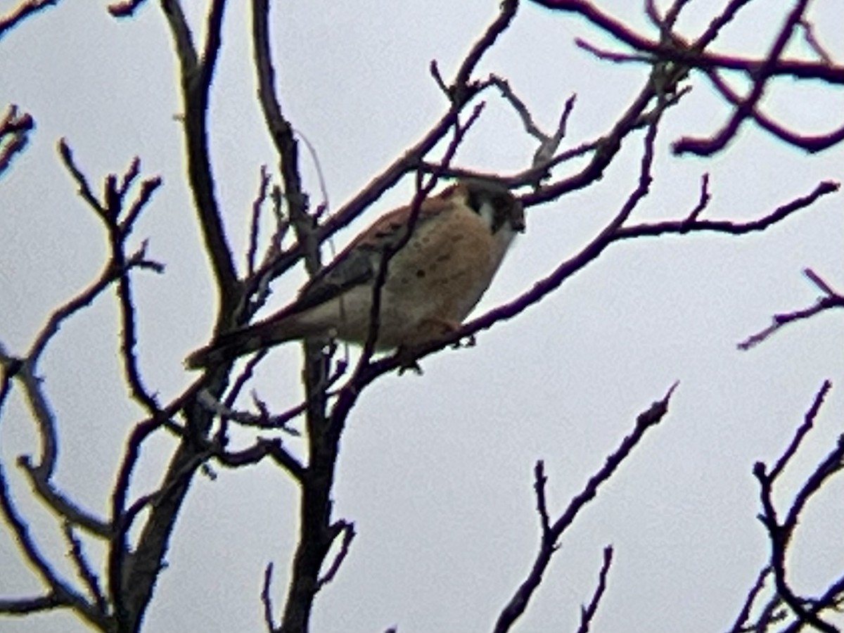 American Kestrel - ML652534380