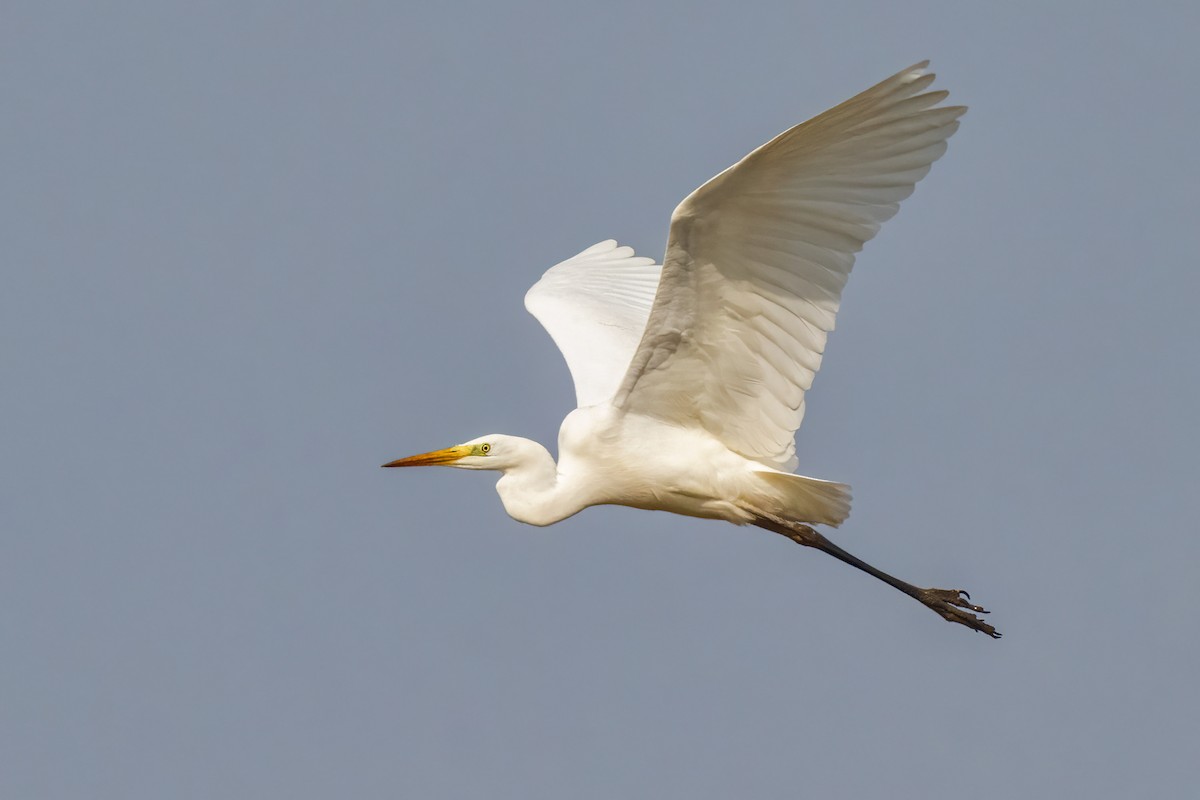 Great Egret - ML652534524