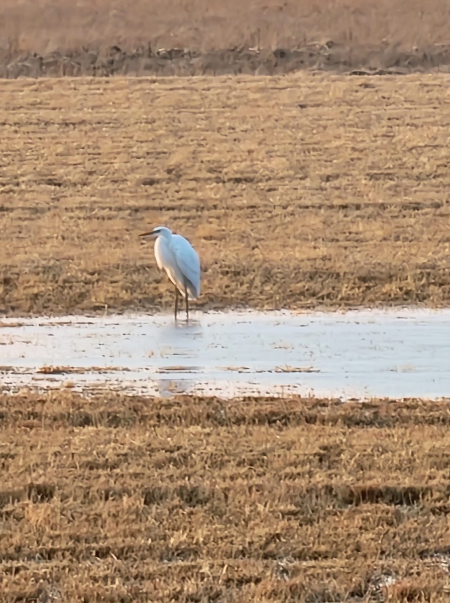 Great Egret - ML652534540