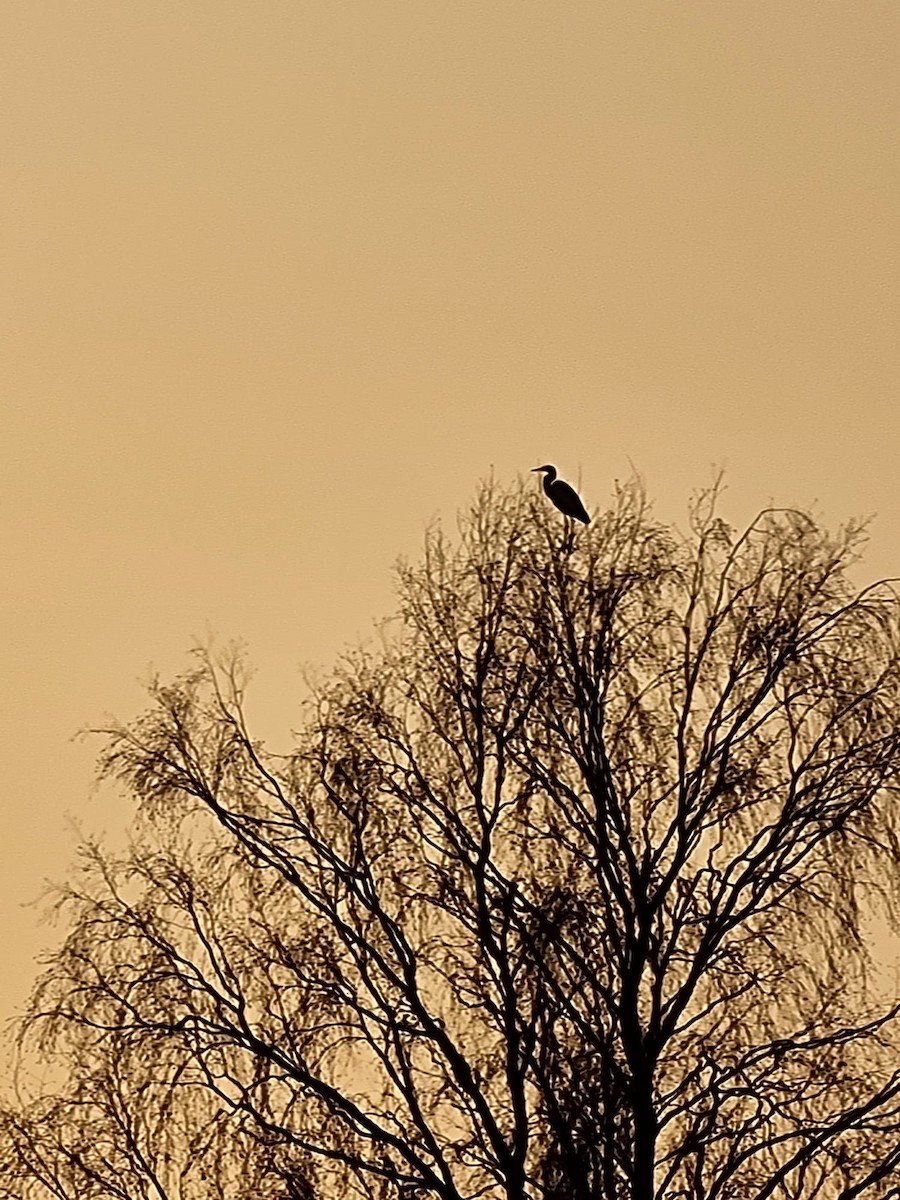 Great Egret - ML652534541