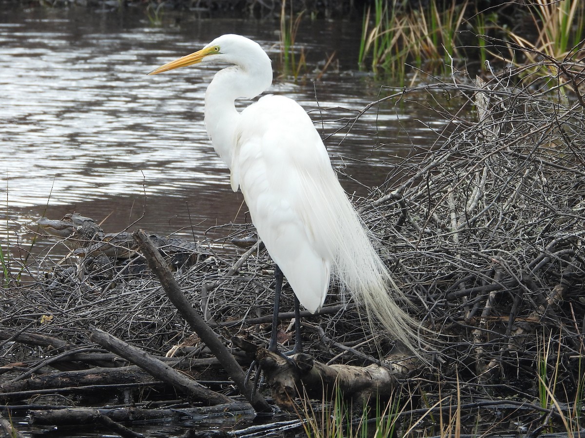 Great Egret - ML652534989