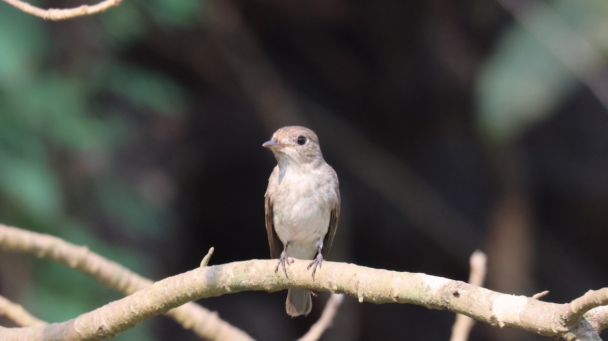Asian Brown Flycatcher - ML652535313