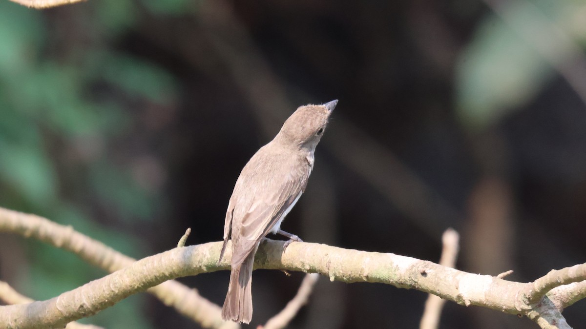 Asian Brown Flycatcher - ML652535314