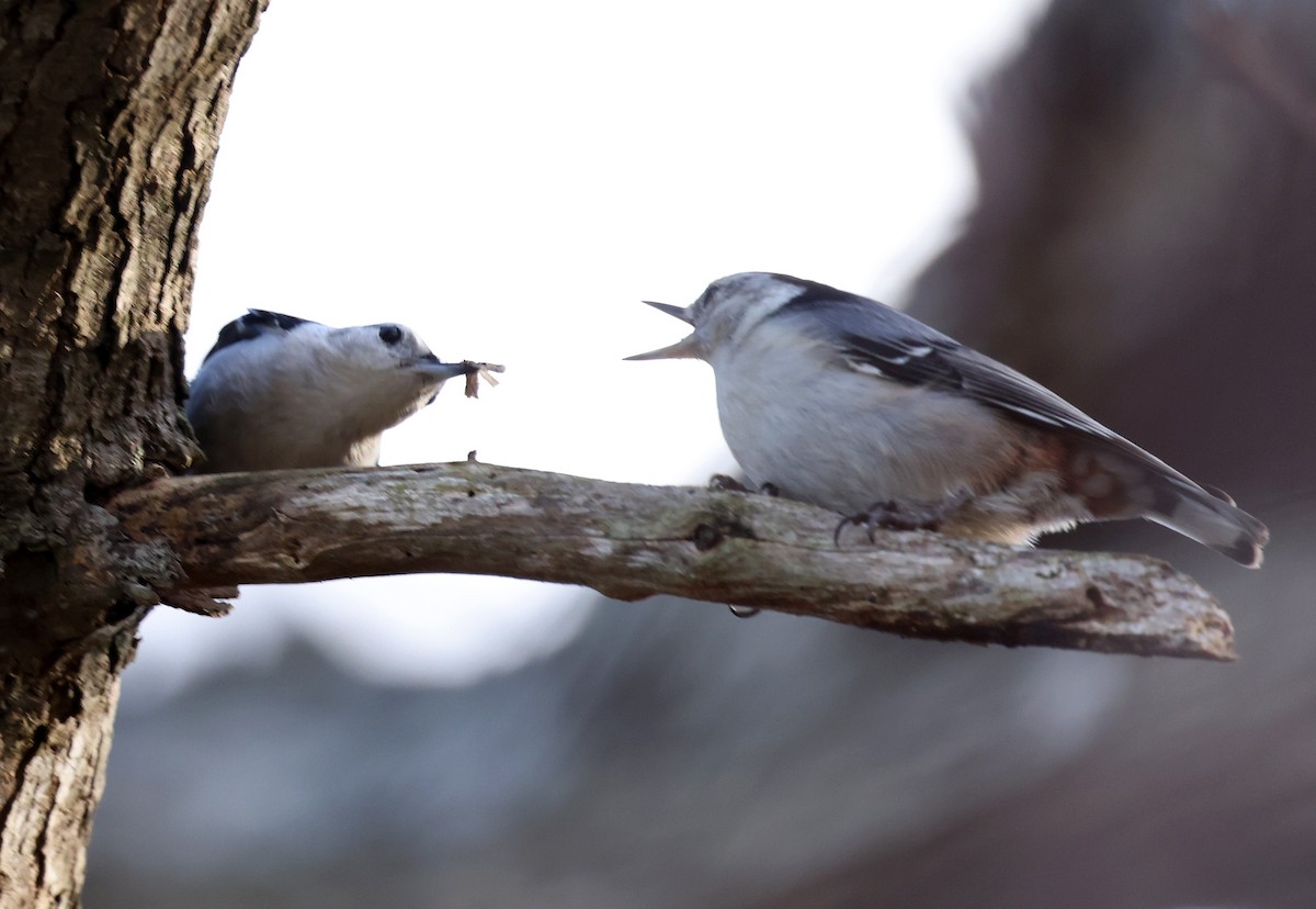 White-breasted Nuthatch - ML652535379