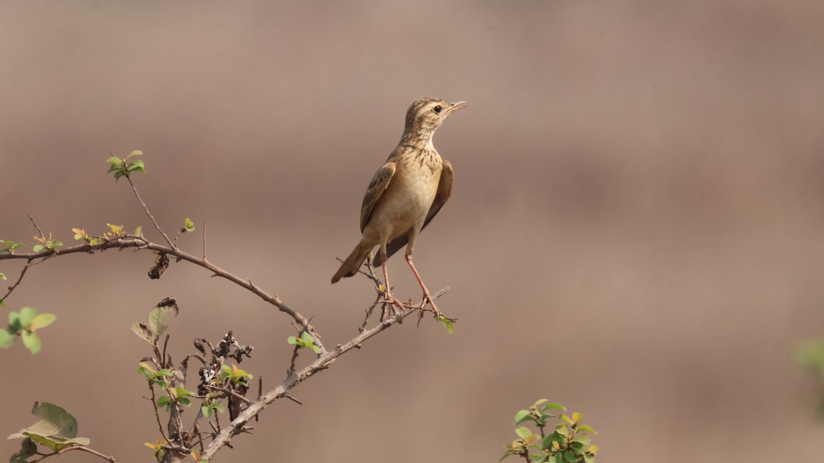 Paddyfield Pipit - ML652535393