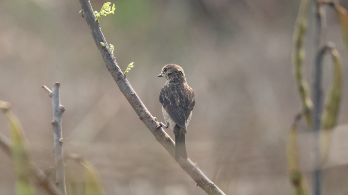 Saltimpalo siberiano - ML652535492