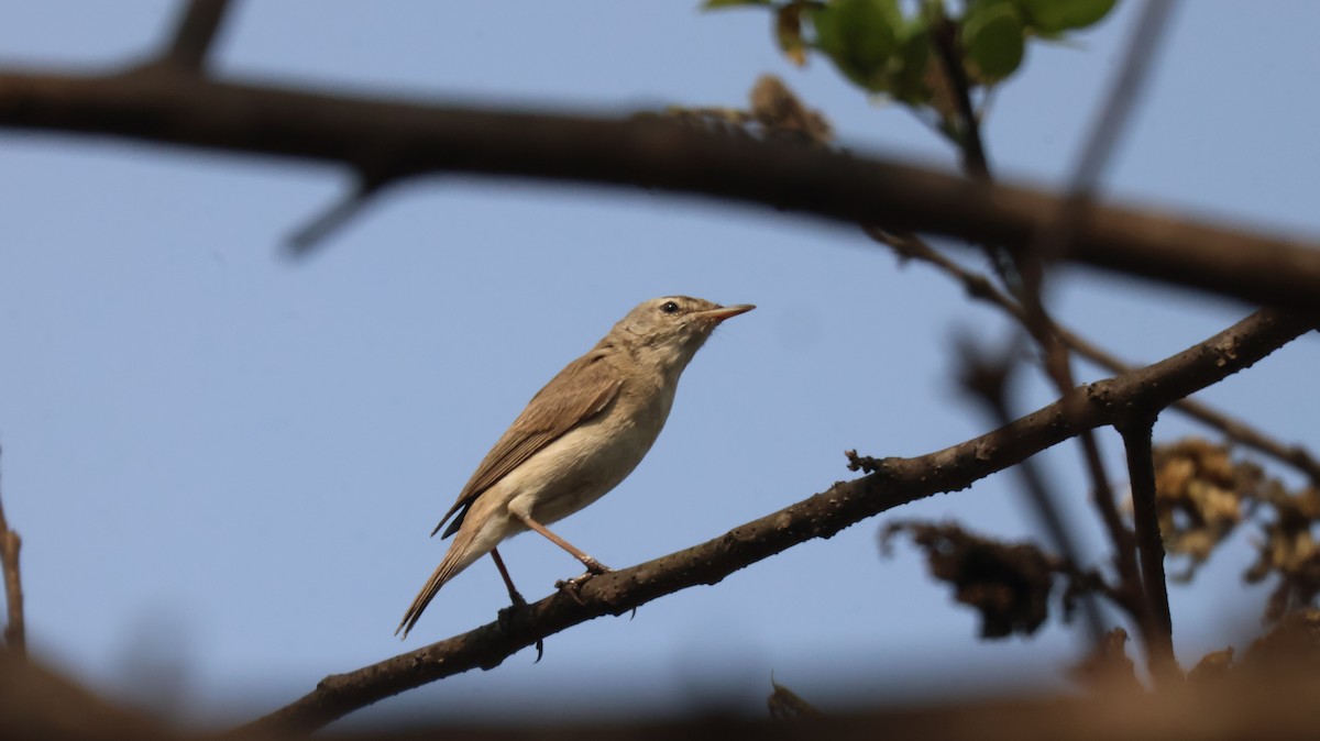 Clamorous Reed Warbler - ML652535503