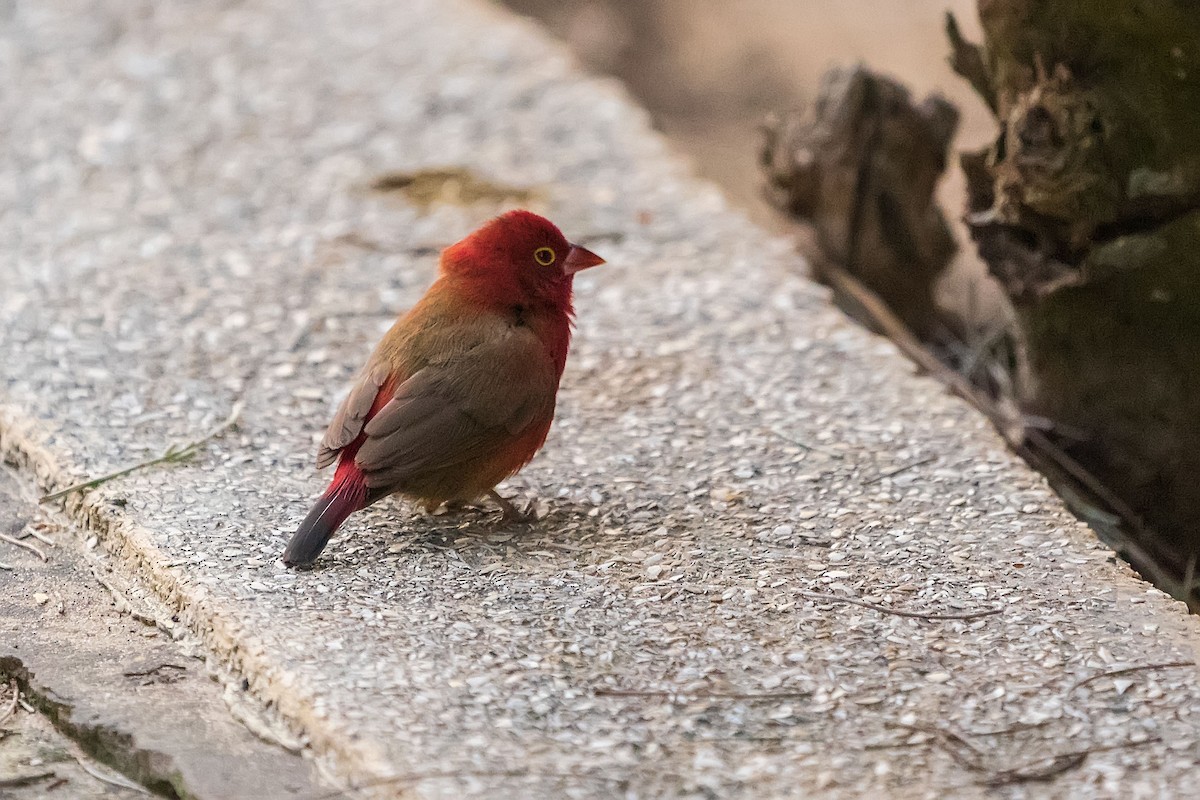 コウギョクチョウ - ML652535536