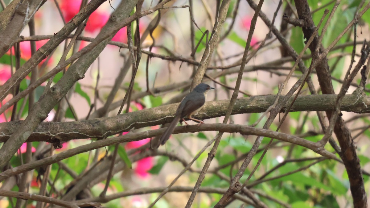 Ashy Prinia - ML652535562