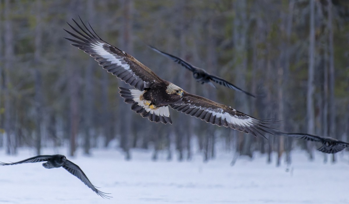 イヌワシ - ML652535563