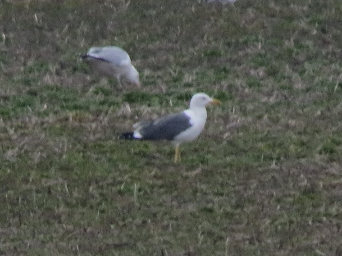 Lesser Black-backed Gull - ML652535580