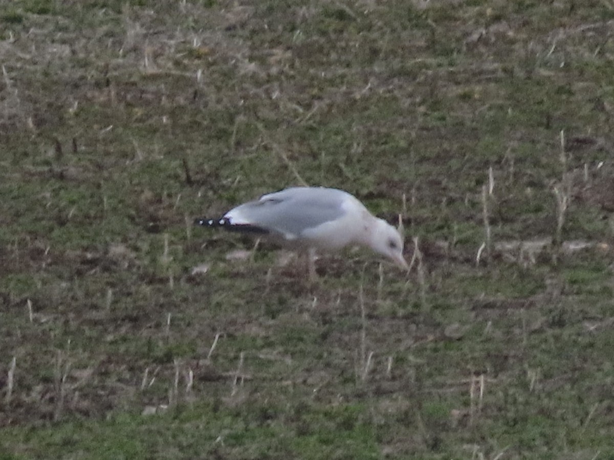 American Herring Gull - ML652535583