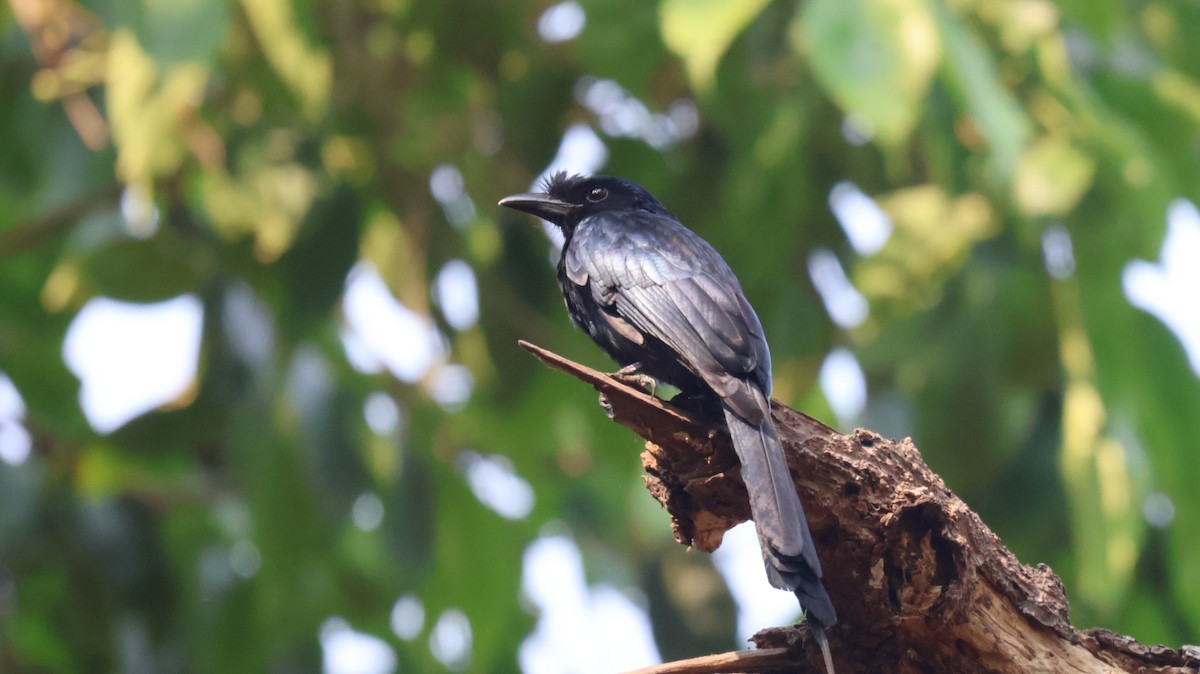 Greater Racket-tailed Drongo - ML652535585