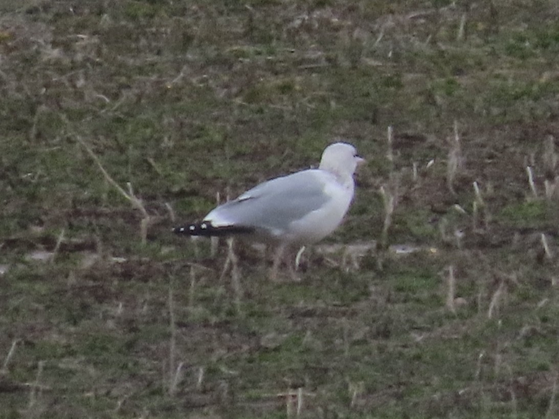 American Herring Gull - ML652535587