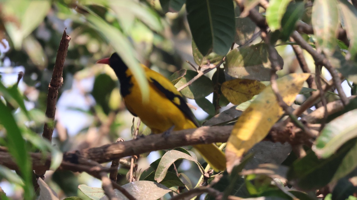 Black-hooded Oriole - ML652535649