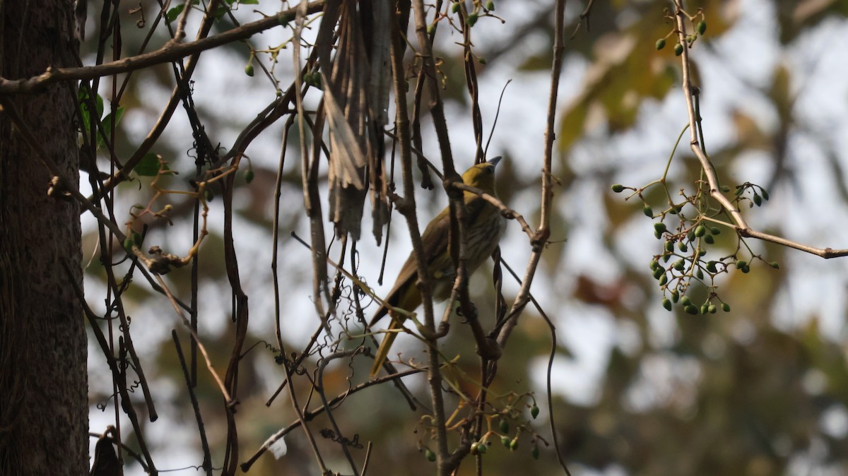 Indian Golden Oriole - ML652535701