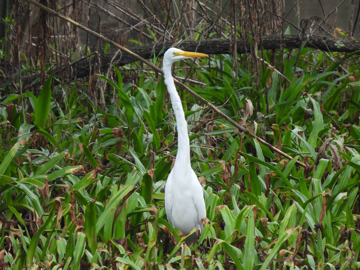 Great Egret - ML652535877