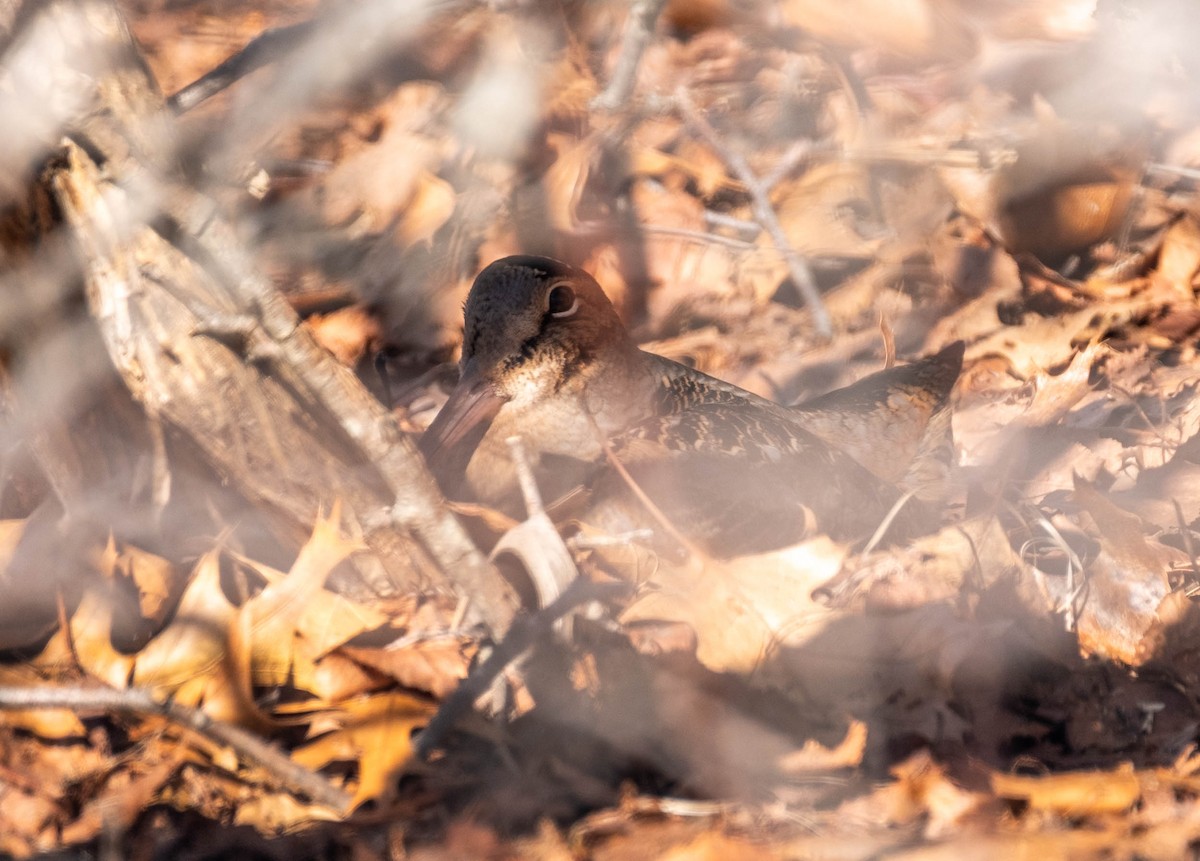 American Woodcock - ML652536190