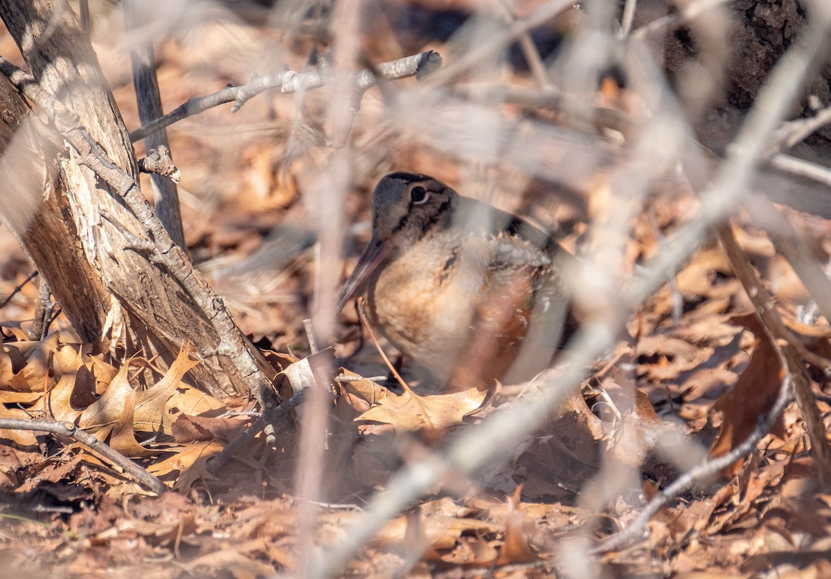 American Woodcock - ML652536191